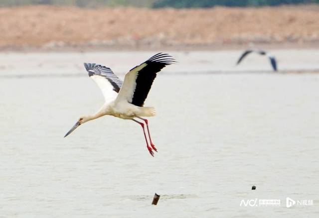 4月10日早，在广州海珠国家湿地公园出现的东方白鹳。南都拍客 温伟彤 摄