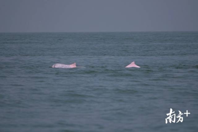 “斑点灰”是年轻白海豚身上的独特印记。