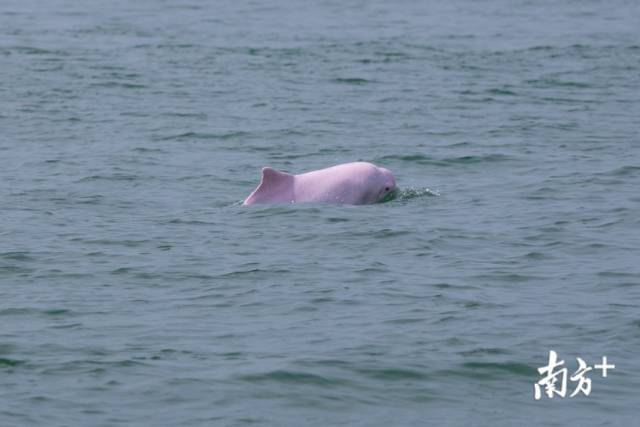 一只海豚把头探出海面，“粉红小可爱”上线。