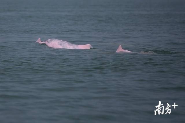 白海豚在珠江口海域快乐游弋。