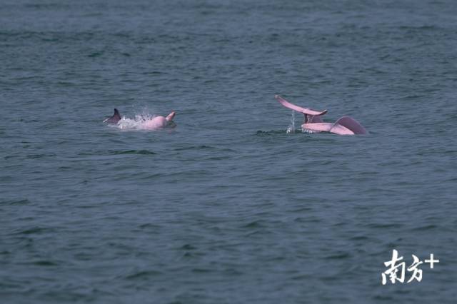 几只海豚一同在浪花中嬉戏、捕食。