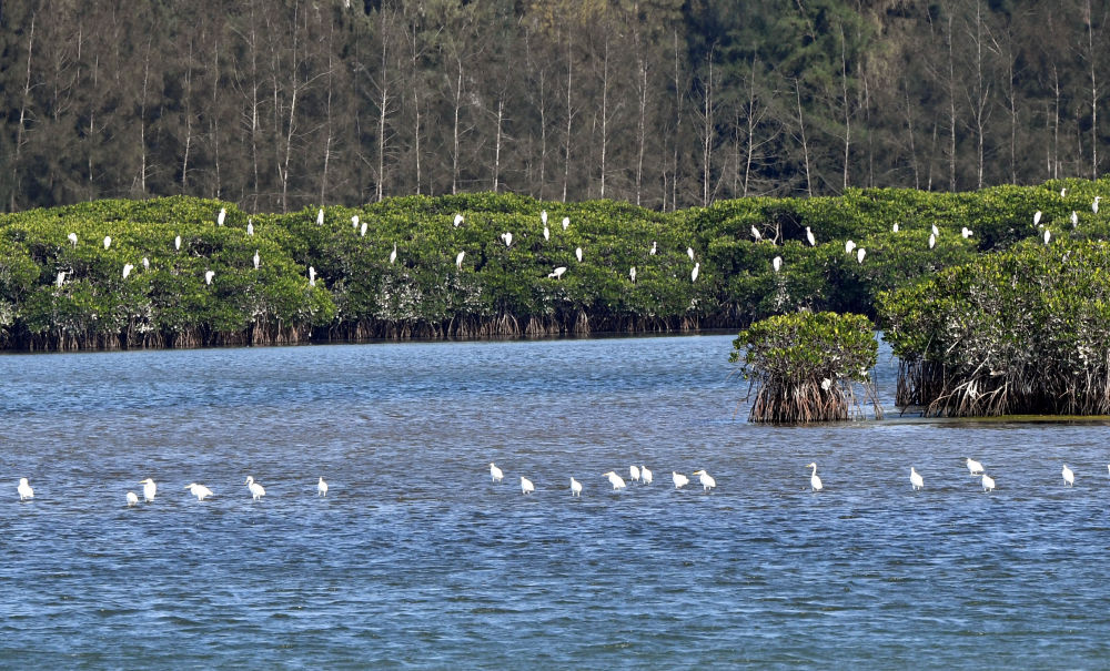 ↑这是海南新盈红树林国家湿地公园一角（2018年1月26日摄）。