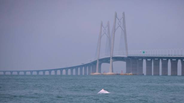 多图丨幸运！港珠澳大桥附近邂逅中华白海豚，足足10余头