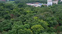 时政现场说丨小荔枝“变身”富民大产业 时政现场说丨小荔枝“变身”富民大产业