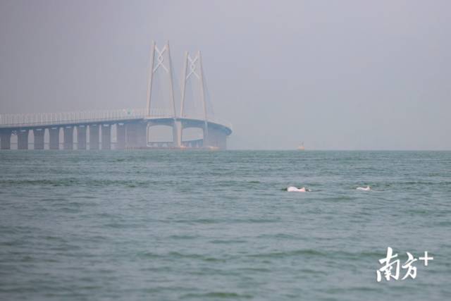 白海豚经常结队在海中觅食。