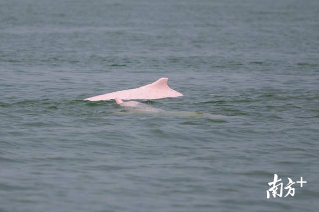 两只白海豚同游，十分亲昵。