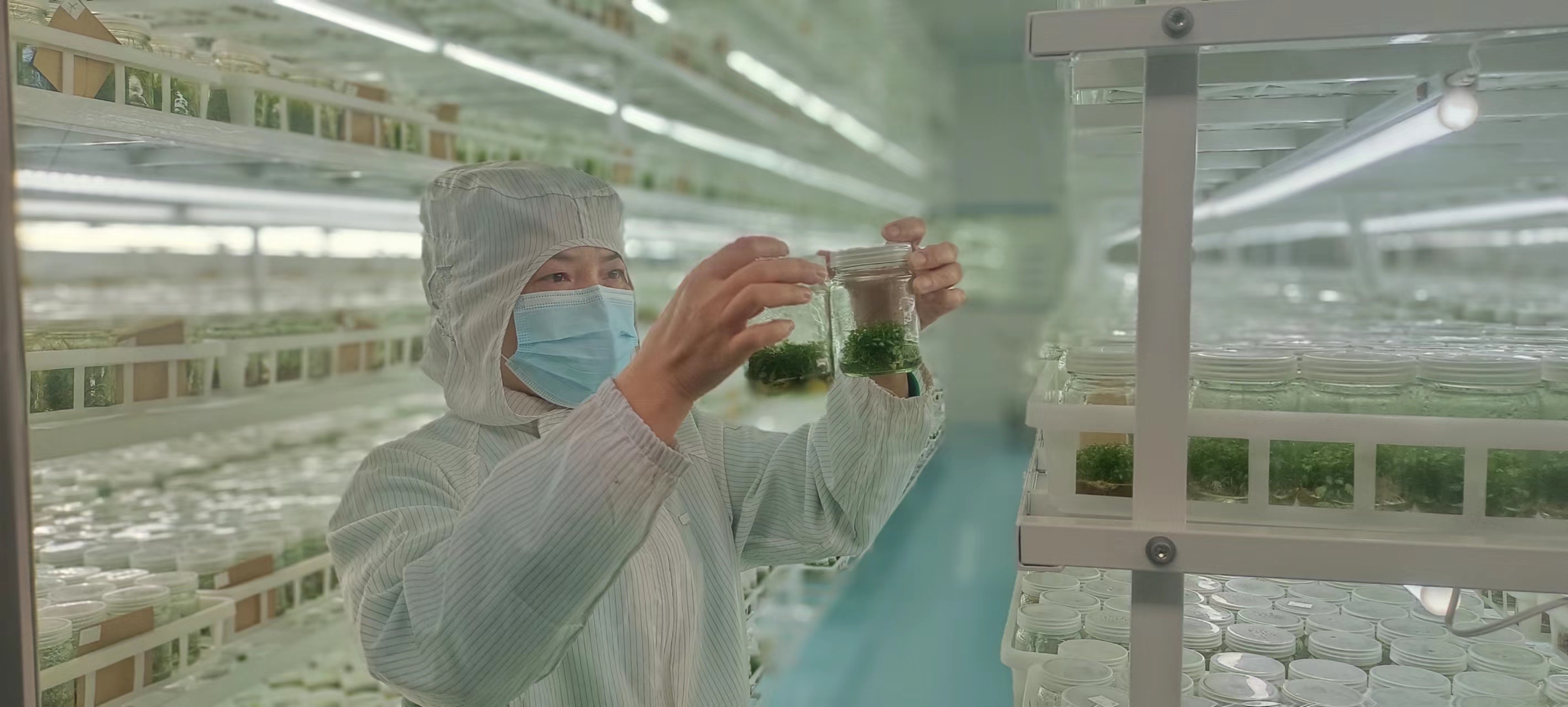 “向上突围”云浮高质量发展融媒报道⑭丨云浮市华创农业科技有限公司：打造中国一流园艺企业