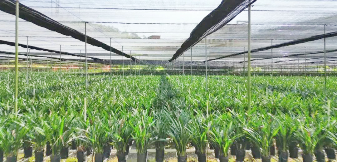 镇能量丨云浮罗定泗纶镇：走好特色农业发展路 推动农业增效农民增收