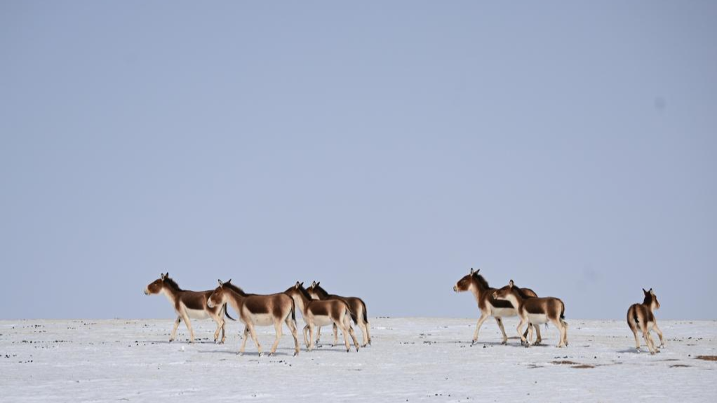 Snow scenery of Tibetan Autonomous Prefecture of Golog, NW China's Qinghai