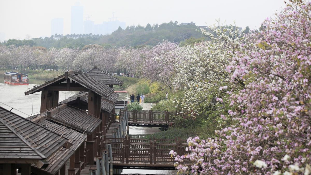 Spring awakens Guangzhou's vibrant flora