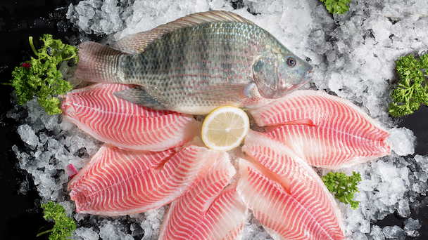 Maoming injects 128m USD into tilapia industry with innovative financing