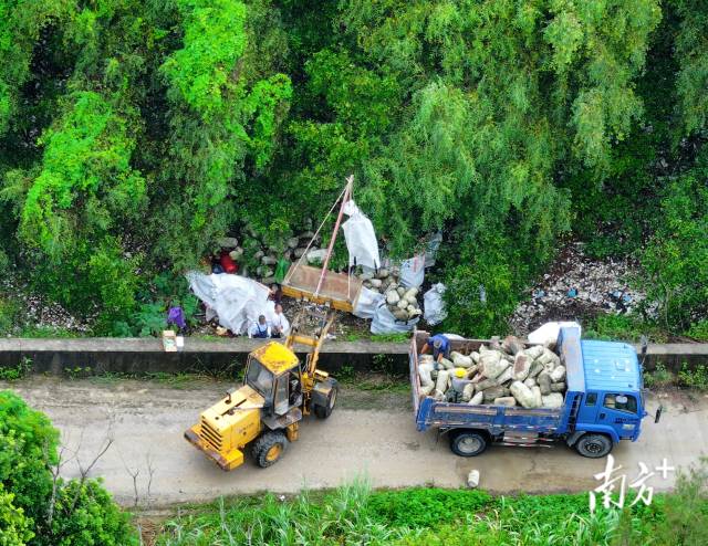 7月11日，在培隆沙滩旁的红树林，工作人员对堆积的海漂垃圾进行清理。
