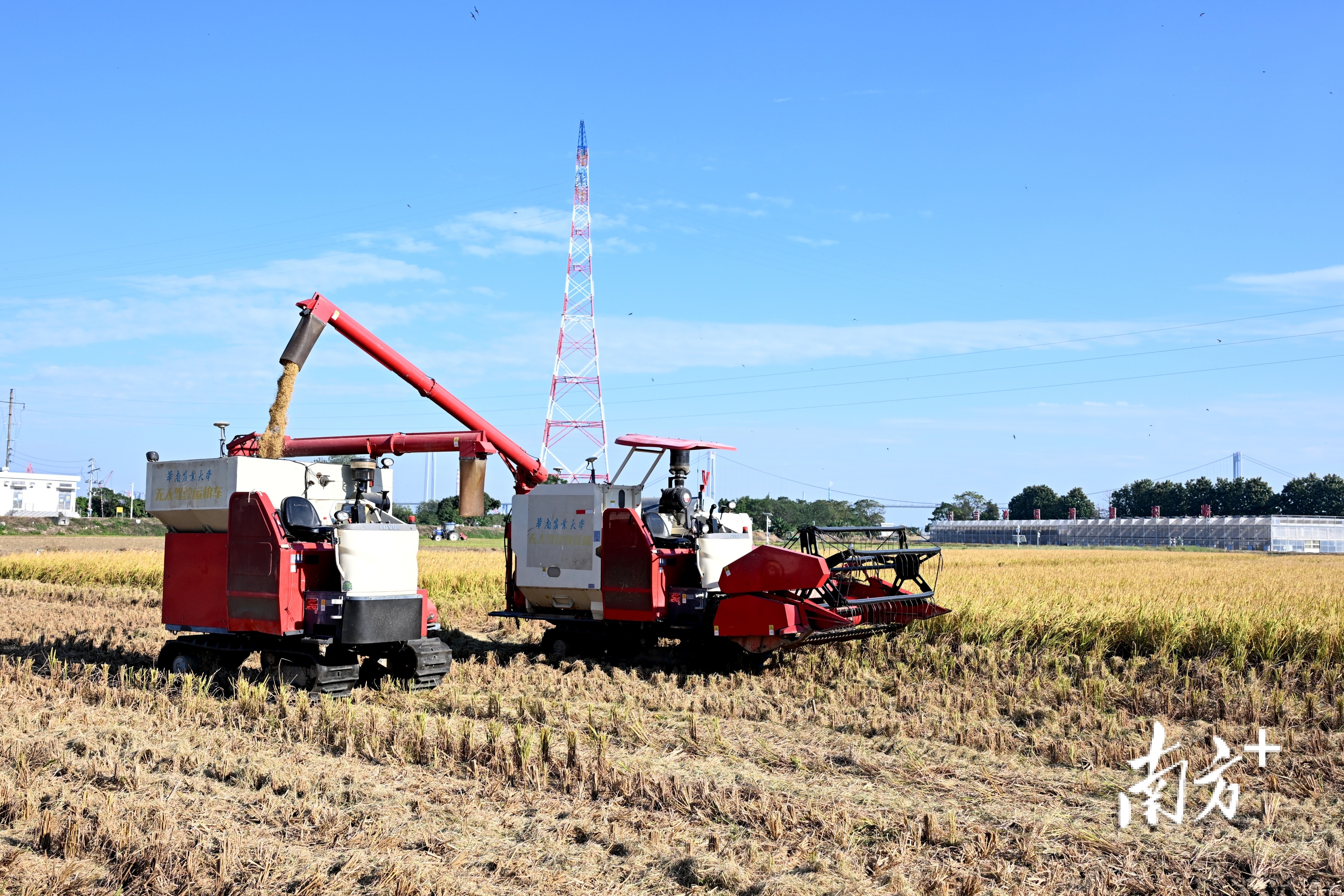 广州市黄埔区大吉沙岛智慧农场内，无人驾驶收获机正向运粮车自动卸粮。