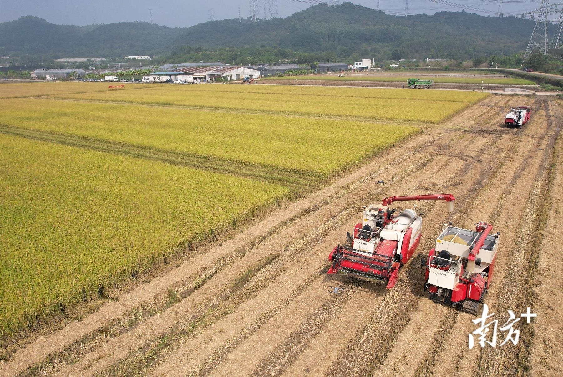 在华南农业大学水稻无人农场，无人驾驶收获作业机正在卸粮。