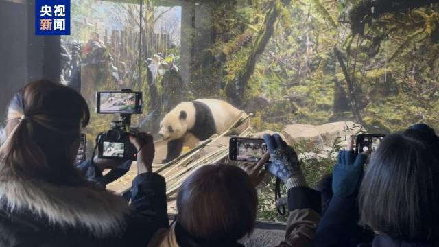 △旅日大熊猫“晓晓” △旅日大熊猫“晓晓”