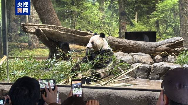 △旅日大熊猫“蕾蕾” △旅日大熊猫“蕾蕾”