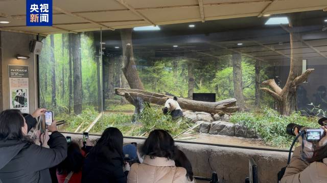 △游客与大熊猫“蕾蕾”告别 △游客与大熊猫“蕾蕾”告别