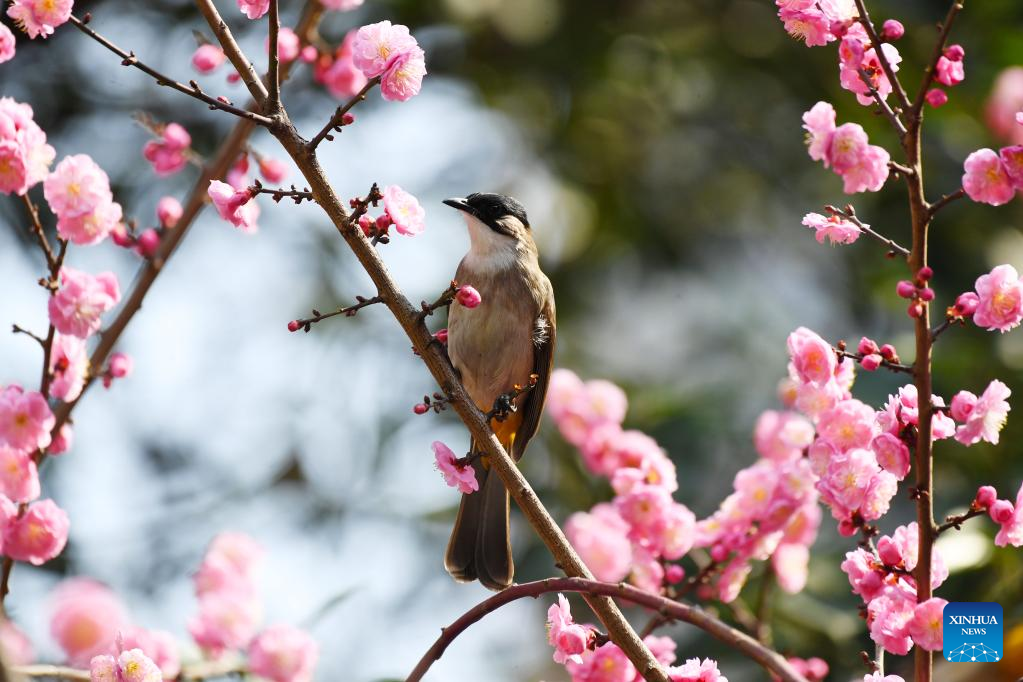 PARK  Spring Bird