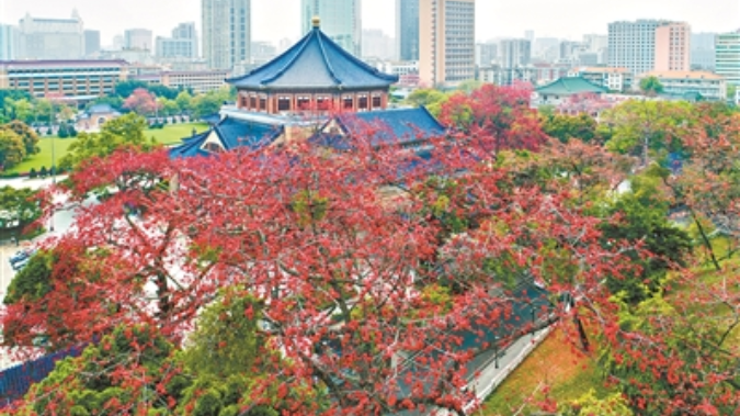 木棉花开满城红 浓须大面好英雄