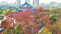 木棉花开满城红 浓须大面好英雄 木棉花开满城红 浓须大面好英雄