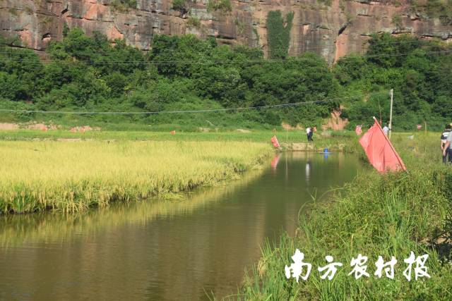 番禺将稻虾养殖的技术和优质品种引入到梅州市五华县