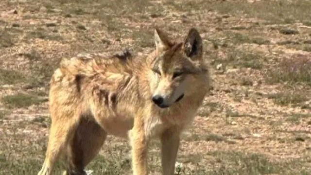 “愛而不擾”是對野生動物最好的保護(hù)