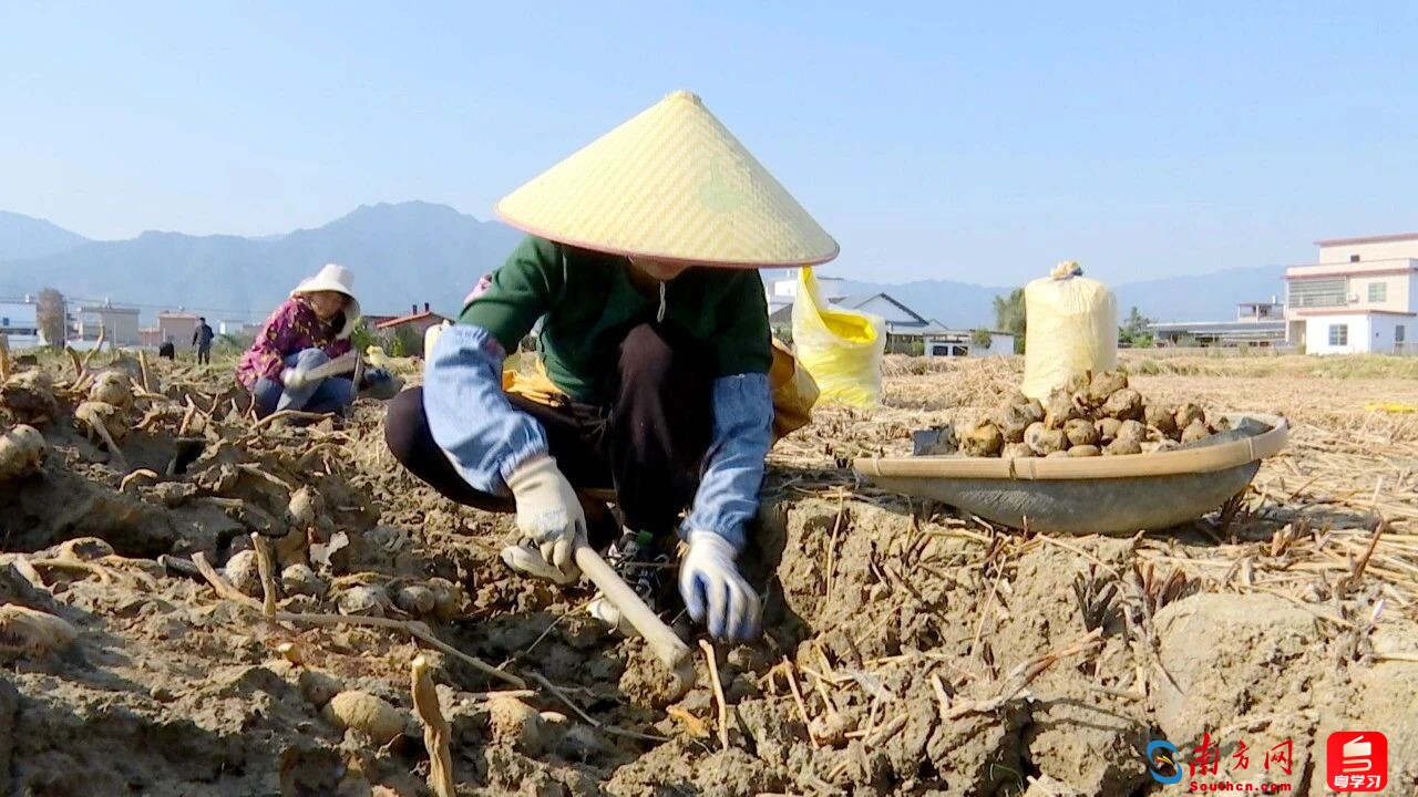 韶关乐昌北乡镇茅坪村的马蹄田，农民们正忙着翻田松土、收挖马蹄