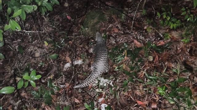 Chinese Pangolin frequently spotted in Shantou