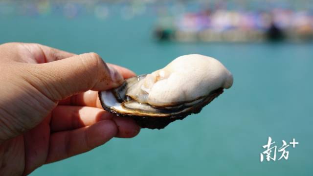 Oyster farmers busy with harvest in Guangdong's Shantou