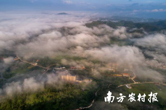 惠东安墩水美森林。