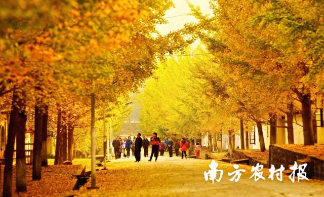 广东帽子峰国家森林公园。