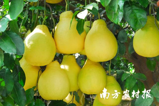 梅州金柚缀满枝头。