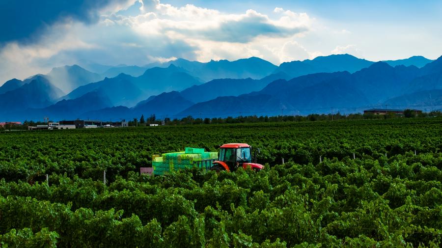 World-class wine-producing zone emerges in northwest China's Gobi Desert