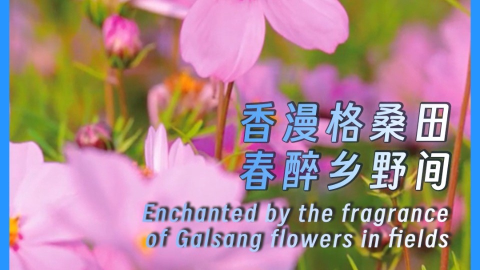 Enchanted by the fragrance of Galsang flowers in fields