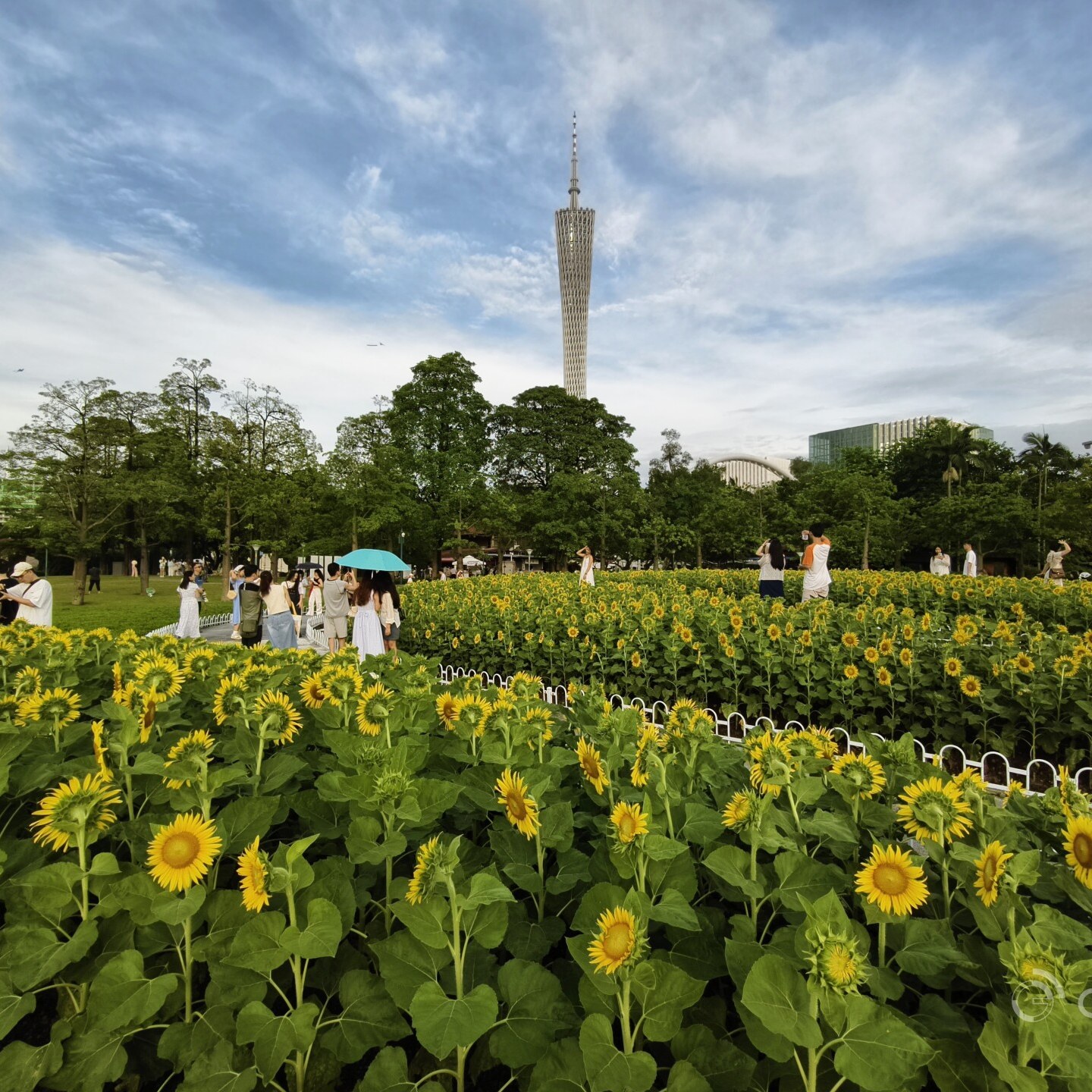 When Canton Tower meets sunflowers in CBD garden