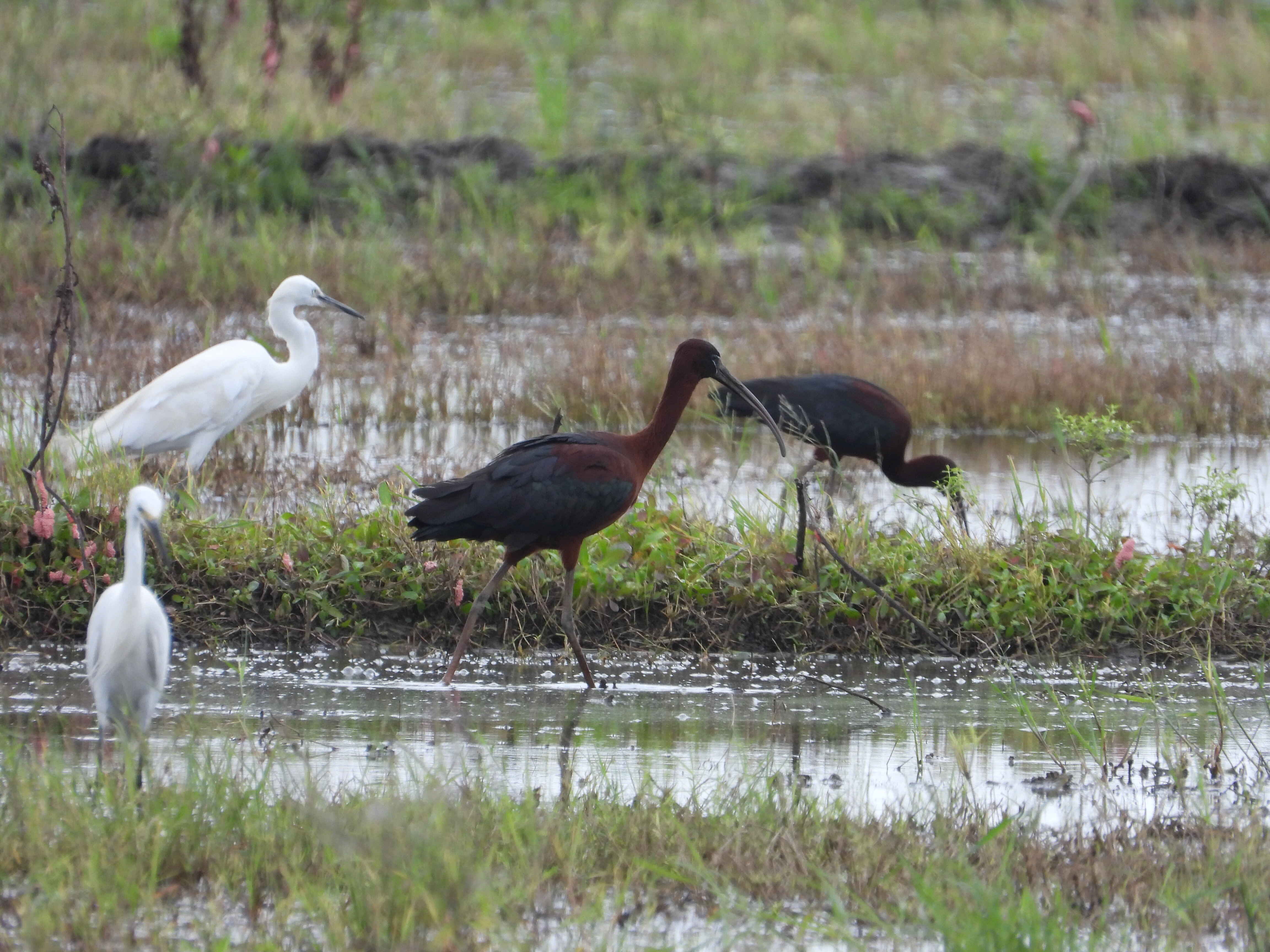 广东海丰湿地上演野生版真“鹮”传 鸟类生物多样性保护水平持续向好