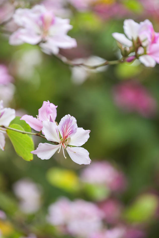 宫粉紫荆幽香阵阵，预示着春天的到来