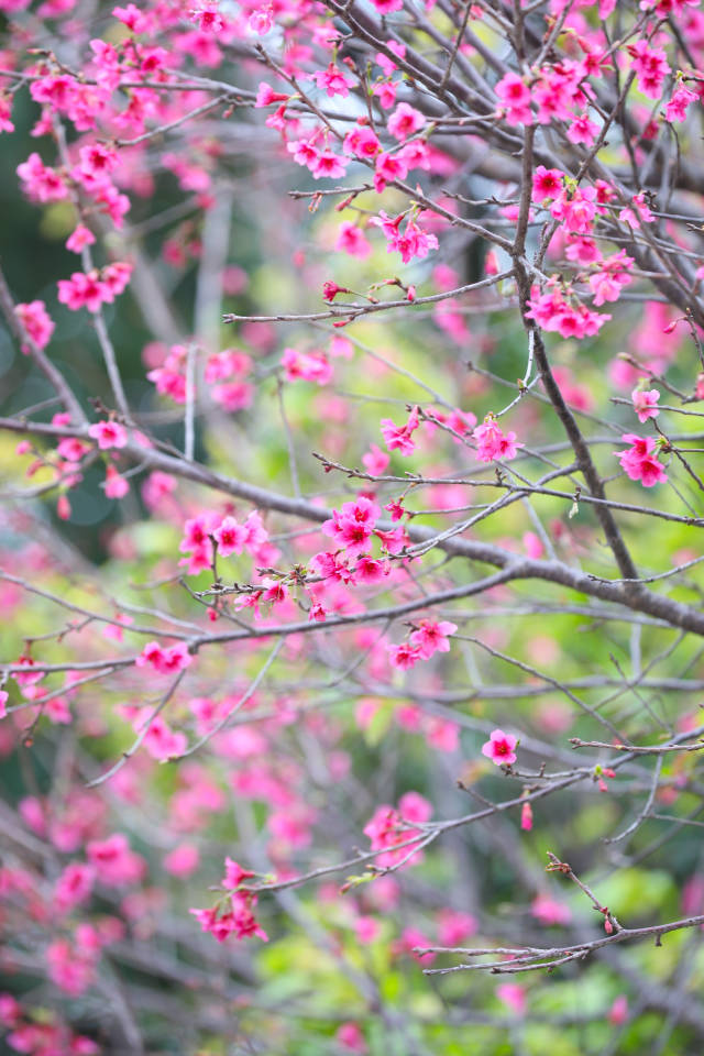 三月，樱花将成为大地的主角，开遍山野