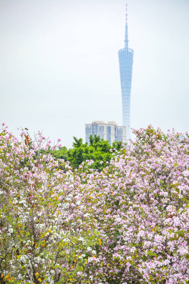 宫粉紫荆与广州塔相互映衬