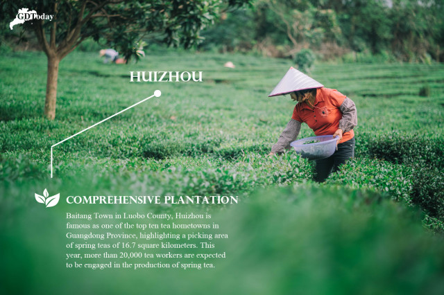 Pre-Qingming Tea in Guangdong | Huizhou