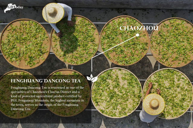 Pre-Qingming Tea in Guangdong | Chaozhou: Fenghuang Dancong Tea