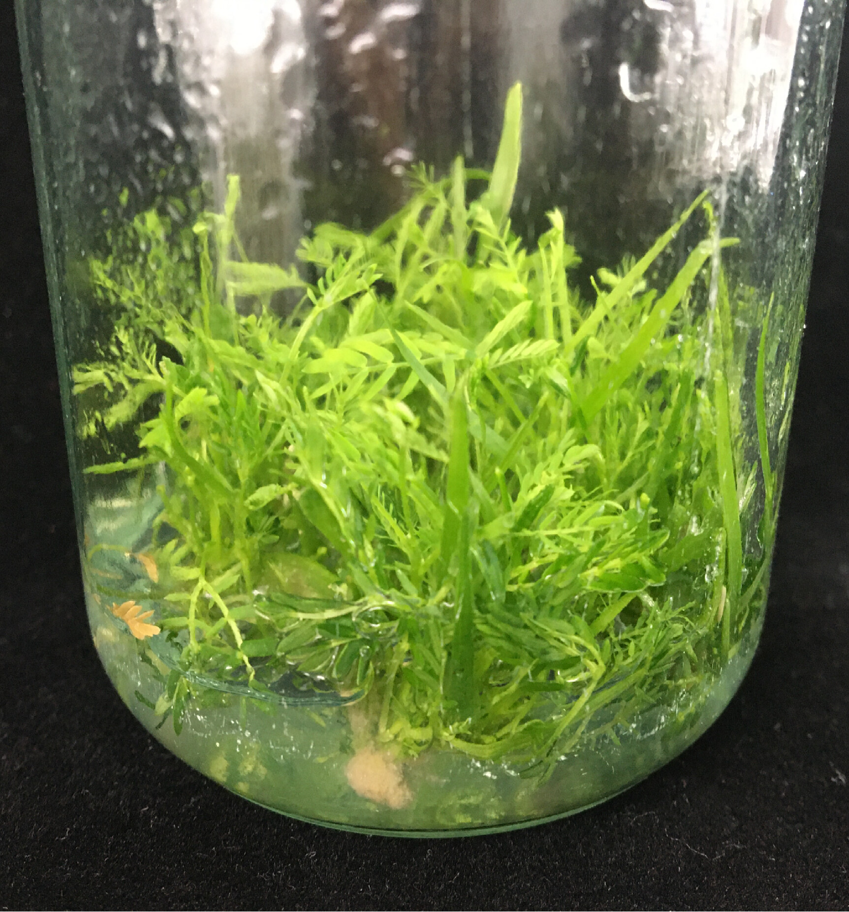 相思组培瓶苗(通讯员供图)