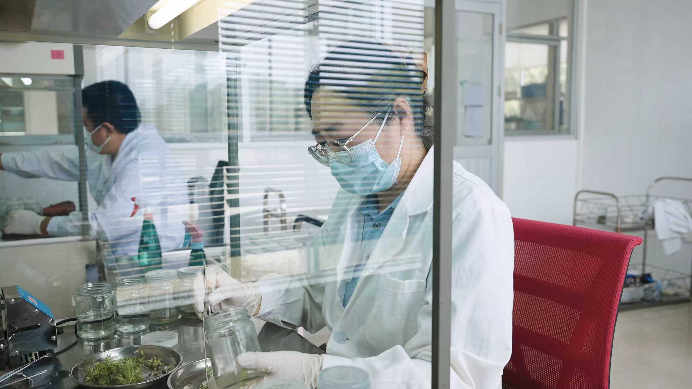 组培繁育苗木(通讯员供图)