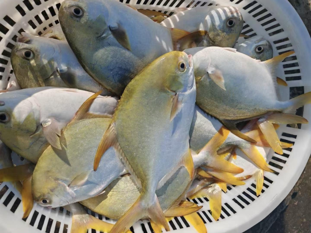 南方农村报 孙岁寒 拍摄