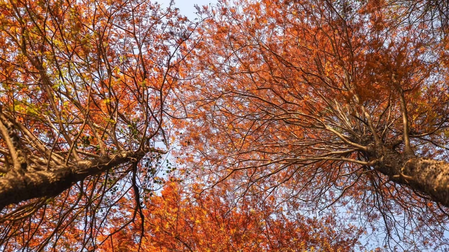 Guangzhou sees its second-earliest autumn this century