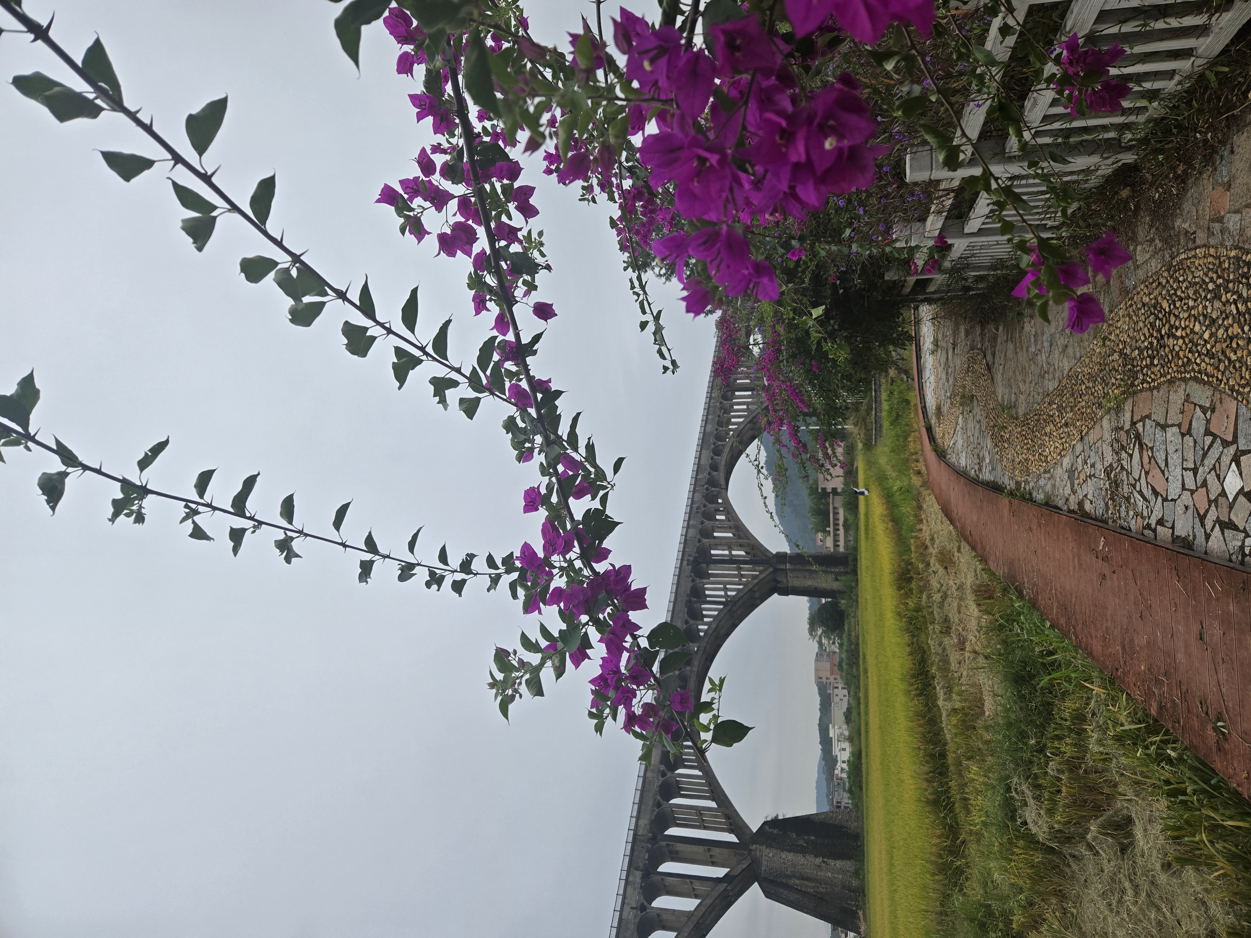 罗定市罗平镇双莲村：稻浪翻金庆丰收 农旅融合绘新篇