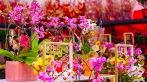 请到广东过大年|非遗民俗全城大巡游!春节珠海全攻略来了 请到广东过大年|非遗民俗全城大巡游!春节珠海全攻略来了