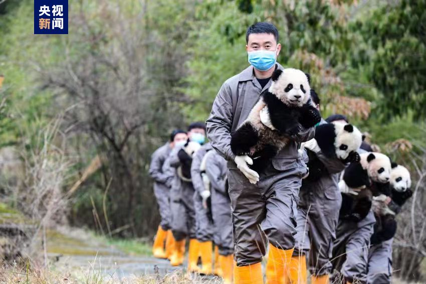 最萌新春祝福！2023年两家机构共成功繁育大熊猫34只