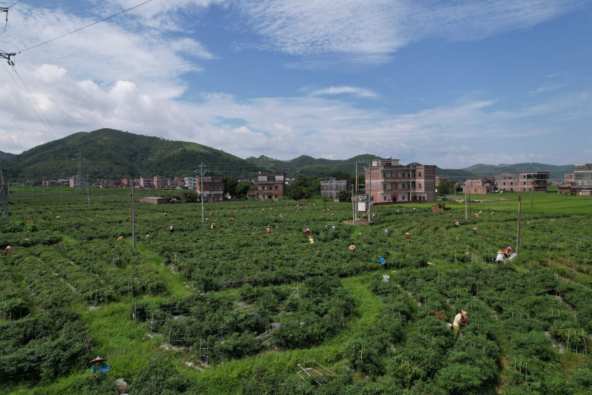 挂点手记丨罗定市罗平镇：昔日撂荒地 今日致富田
