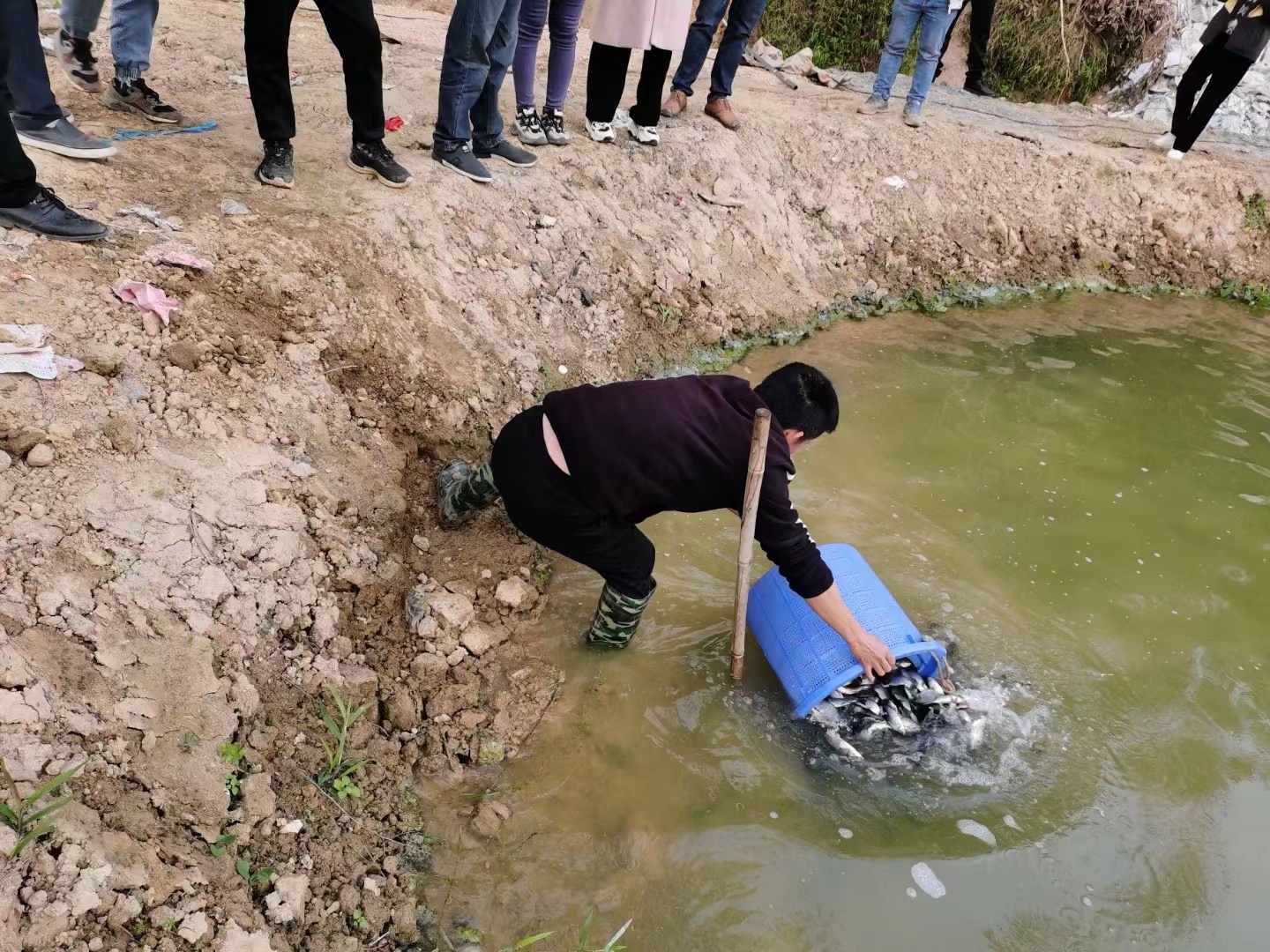 挂点手记丨云城区腰古镇：做强渔业经济 实现“水里捞金”